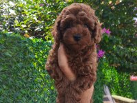Toy poodle yavrular