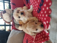 Orjinal kore maltipoo yavrularımız ust düzey