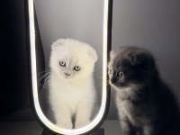 Sevimli oyuncu erkek scottish fold
