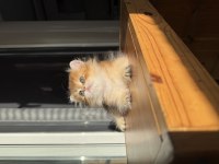 Bebek Yüzlü Golden Ny11 British Longhair