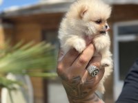Orjinal Pomeranian Boo özel üretim yavrular