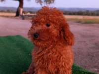 Toy poodle 3 aylık