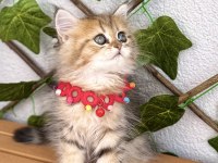 GOLDEN BRİTİSH DİŞİ AYICIK SURAT KIZIMIZ