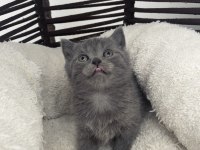 British shorthair gri safkan yavru