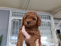 Kore ve Toy Poodle Yavrularımız Aileleri Bekliyor