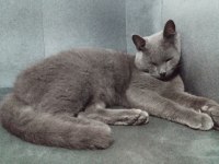 British shorthair 1,5 yaşında erkek