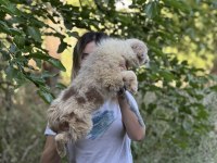 Özel renklere sahip border collie kızımız