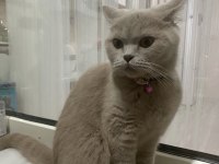 British shorthair yuvanızı benimle paylaşırmısınız