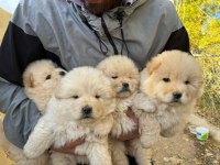 SAFKAN CHOW CHOW YAVRULARI ÇİN ASLANI
