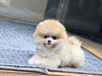 SAĞLIK VE IRK GARANTİLİ POMERANİAN KÖPEĞİ