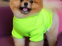TAM AYI SURAT POMERANİAN EN İYİSİ TÜRKİYE DE!