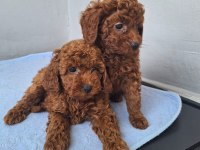 Minik toy poodle kızımız