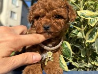TOY POODLE IRK VE SAĞLIK GARANTİLİ