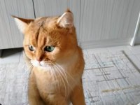 Golden ny25 british shorthair