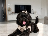 UYGUNA VERİLECEK KORE MALTİPOO