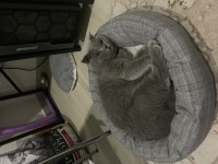 Pasha İçin gelin arıyoruz scottish fold
