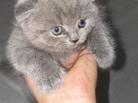 2 Gri Bebek Scottish Fold