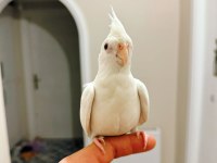 Full+full evcil albino kırmızı göz sultan papağanı