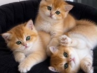 Ankranın en güzel ny12 golden british shorthair yavruları