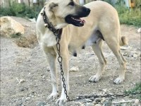 Safkan Kangal Köpeği