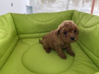 Poodle yavru köpeklerimiz