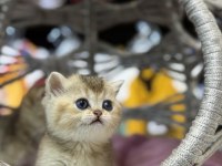 Golden British Shorthair güzellikleri