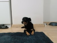 Güzel ve sessiz küçük bir köpektir