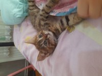 Küçük tekire acil yuva