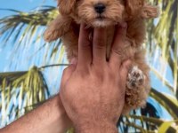 Minyatür Maltipoo bebekler
