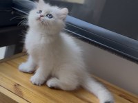 Masmavi Gözlü Golden Point Ny1133 British Longhair