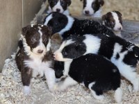 Border Collie Yavruları