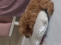 Sevimli dişi toy poodle