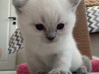 BLUE POİNT ERKEK 2 ADET KEDİMİZ