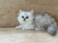 CHİNCHİLLA GÜZELLİKLER PODYUMDA