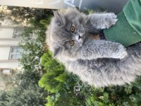 Yavrularımız ırk ve sağlık garantili british longhair