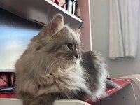 British kızıma eş arıyoruz