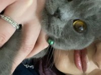 7.5 aylık british shorthair