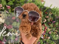 Efsaneler geldi poodle