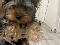 Yorkshire terrier köpeği