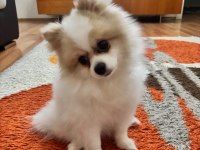 3 yaşında dişi pomeranian