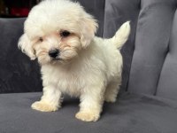 1 Dişi 1 Erkek Köpeğimiz