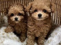 Özenle Büyütülen Toy Poodle Köpekler