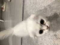 Scottish Fold Kedimiz
