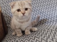 Scottish fold aşıları yapılmış