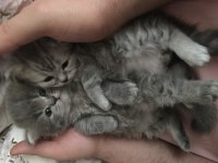 Efsana kedim british shorthair