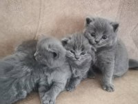 British shorthair çocuklarımı sahiplendiriyorum