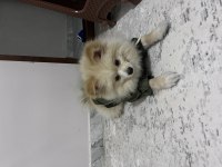 Pomeranian 4 aylık