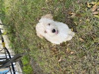 4 AYLIK MALTIPOO