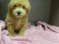 60 günlük toy maltipoo