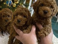 KALİTE VE SAĞLIĞIN ÖN PLANDA OLDUĞU TOY POODLE BEBEKLER